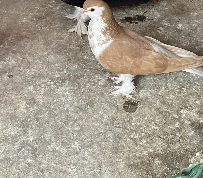 Sherazi pair healthy and active for sale — photo 5