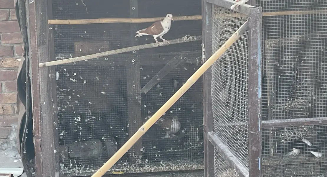 Sherazi pair healthy and active for sale — photo 7