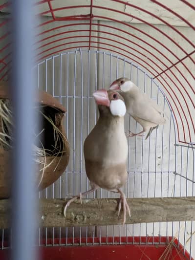 fawn java breeder pair