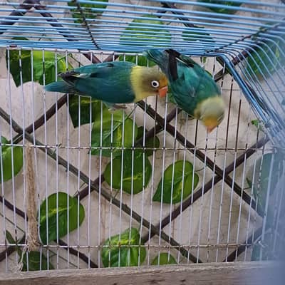 lovebird pair for sale with cage