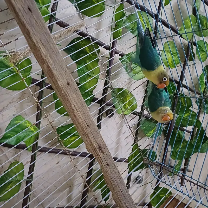lovebird pair for sale with cage — photo 2