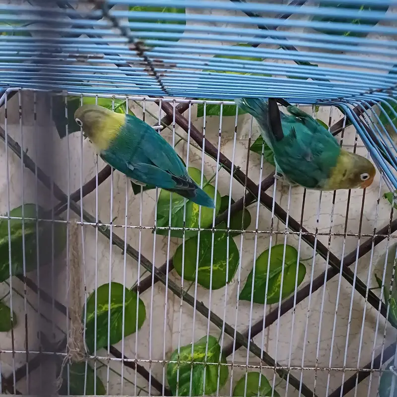 lovebird pair for sale with cage — photo 3