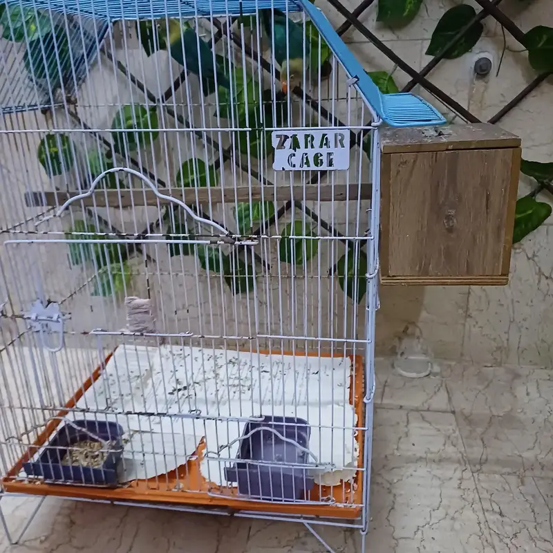 lovebird pair for sale with cage — photo 4