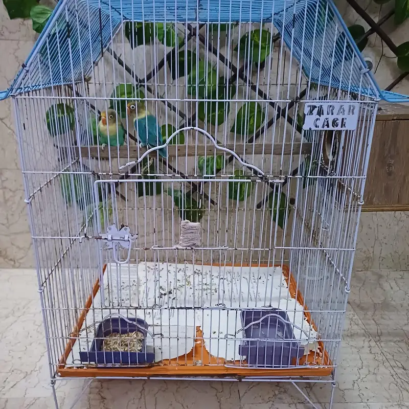 lovebird pair for sale with cage — photo 5