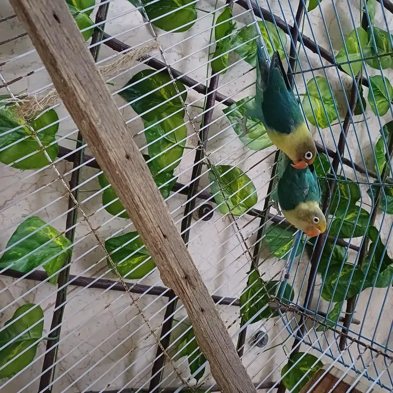 lovebird pair for sale with cage — photo 6