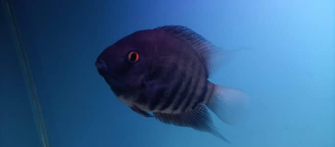 Green severum fish