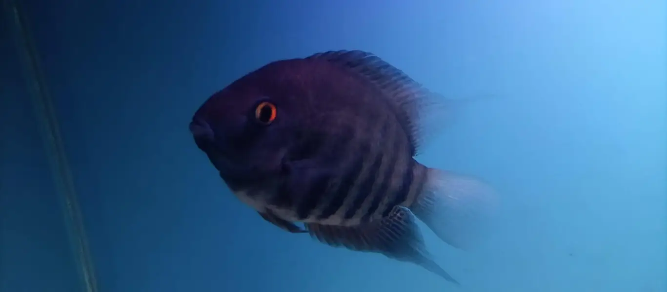 Green severum fish