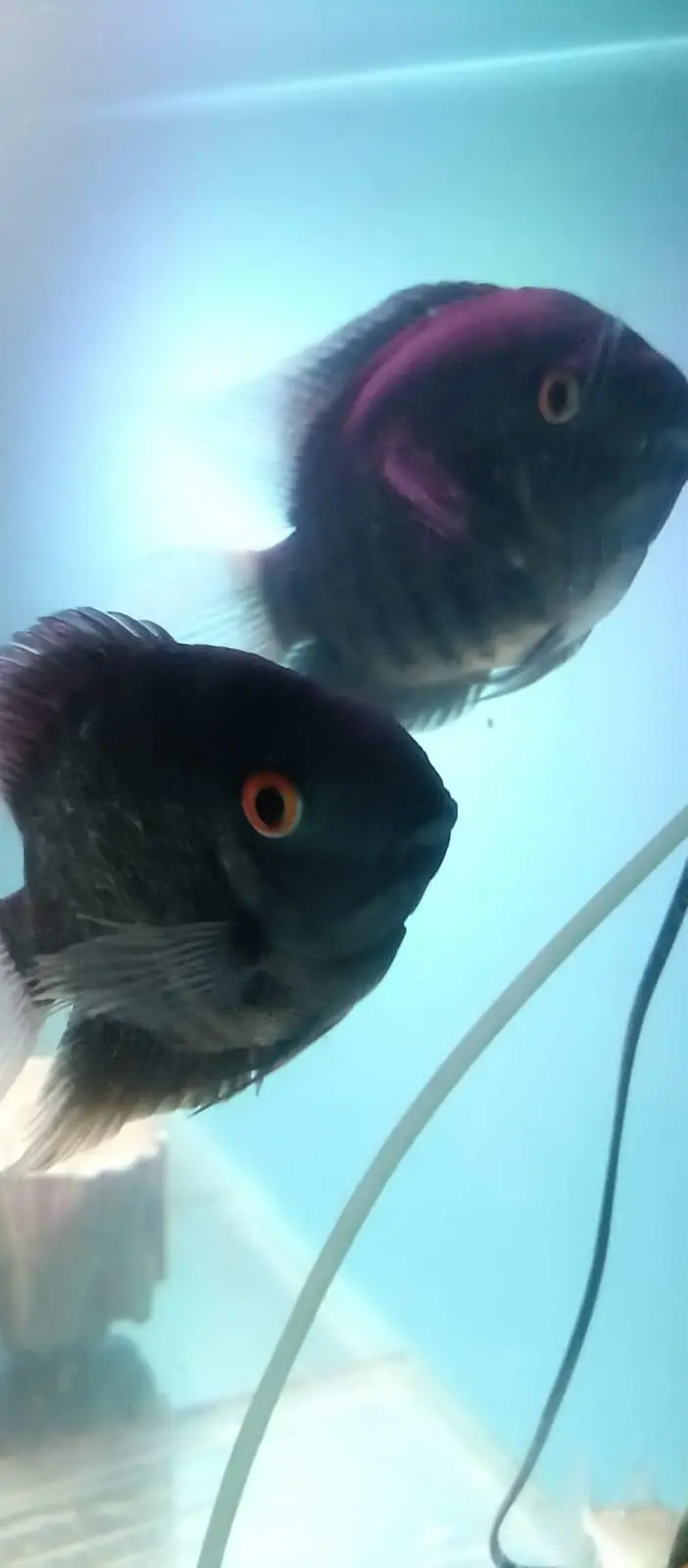 Green severum fish — photo 2