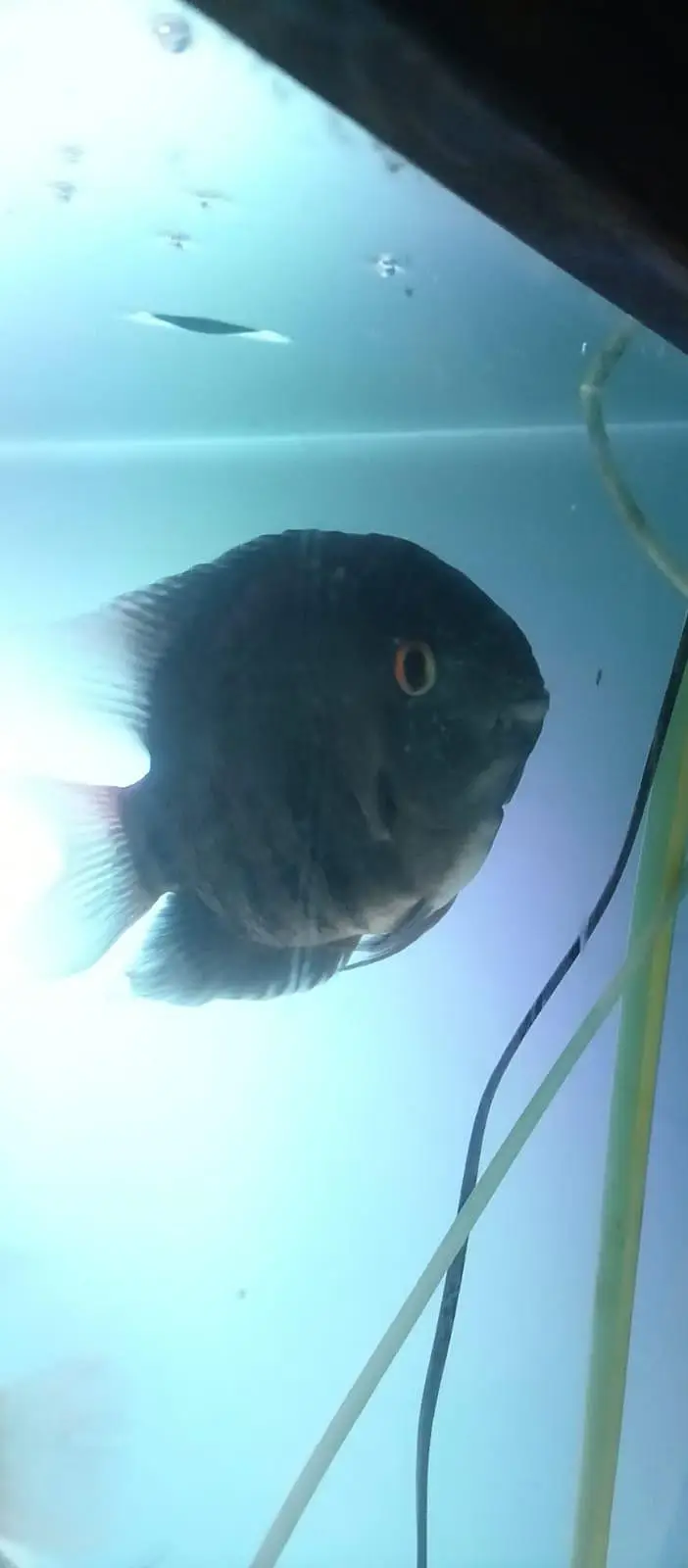 Green severum fish — photo 3