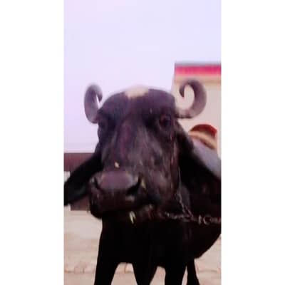 Buffalo