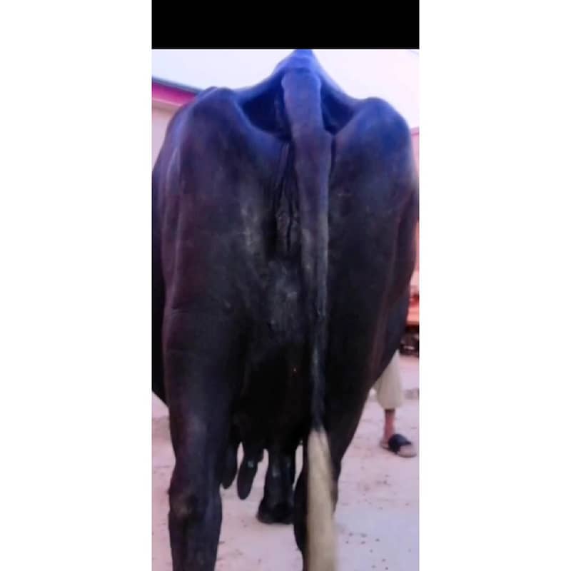 Buffalo 2