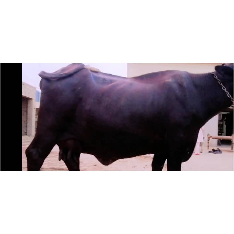 Buffalo 3