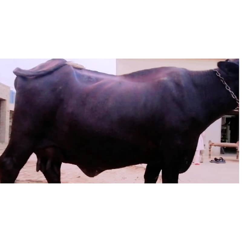 Buffalo 4