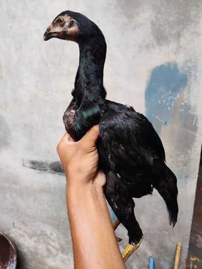 thai+hent pathiya for sale exchange possible WhatsApp 0317 4918850