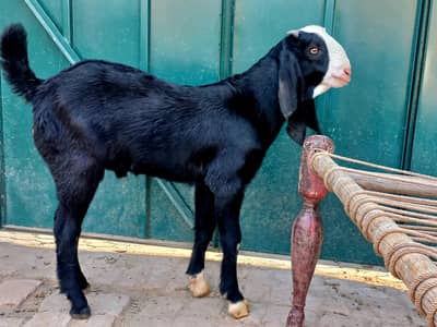 beautiful bakra for sale