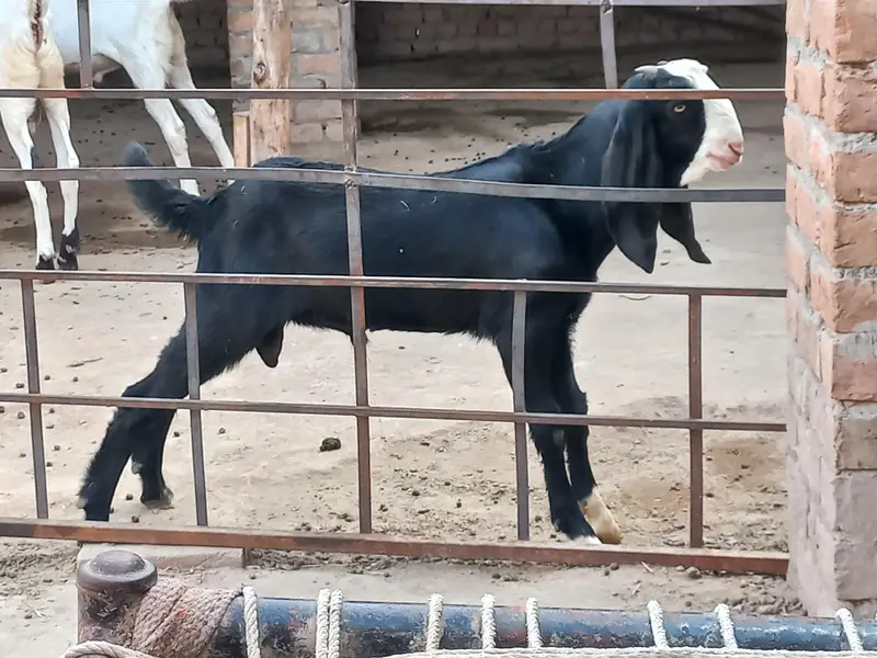beautiful bakra for sale — photo 2