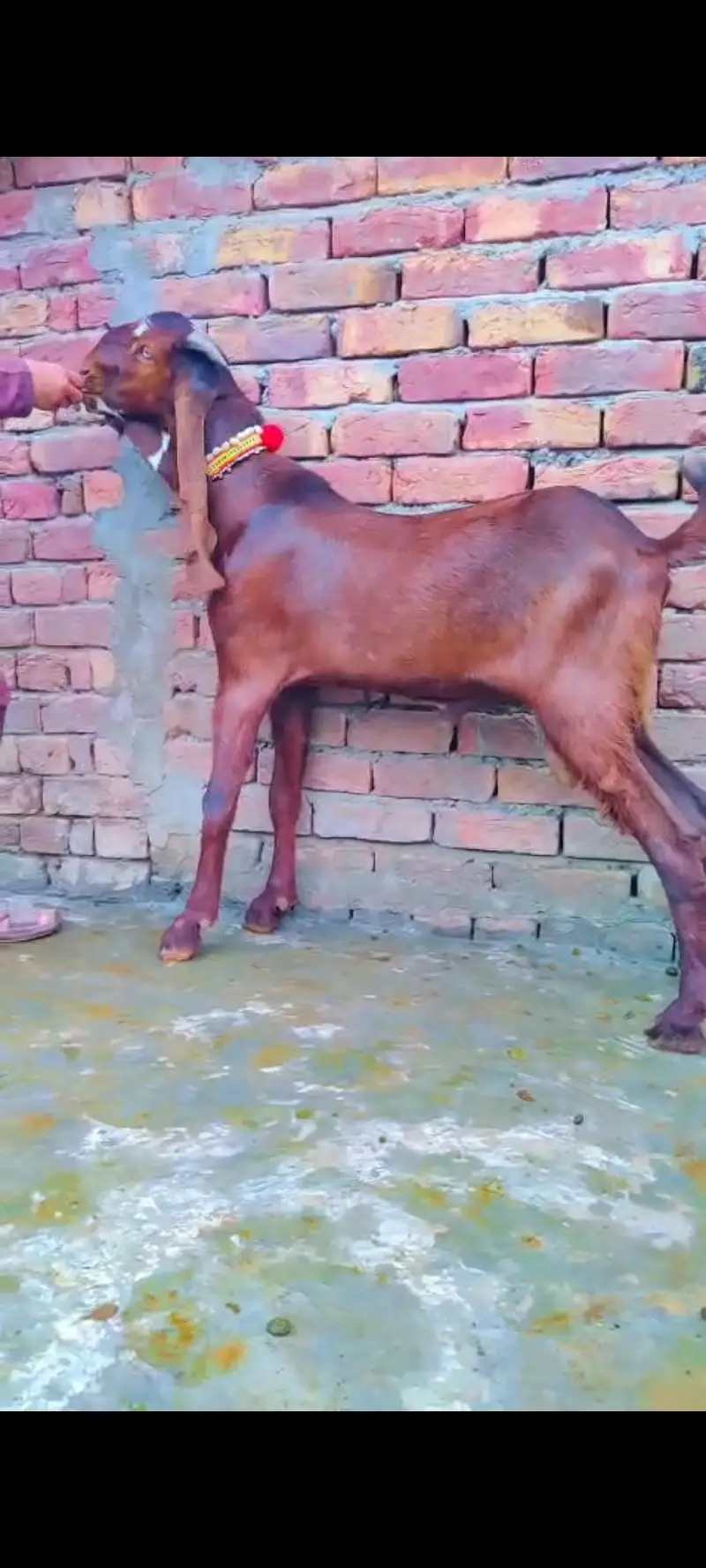 Ambartasri breeder — photo 4