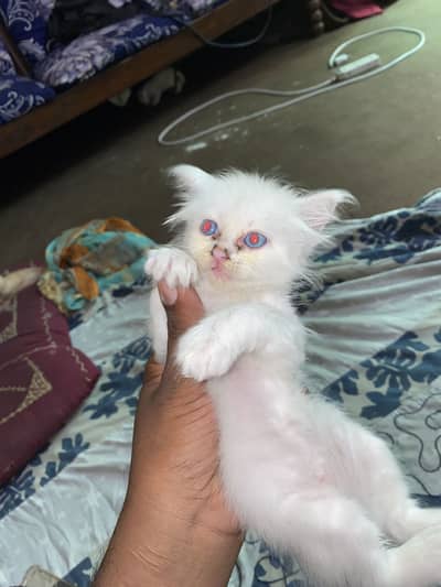 Serious buyer contact us