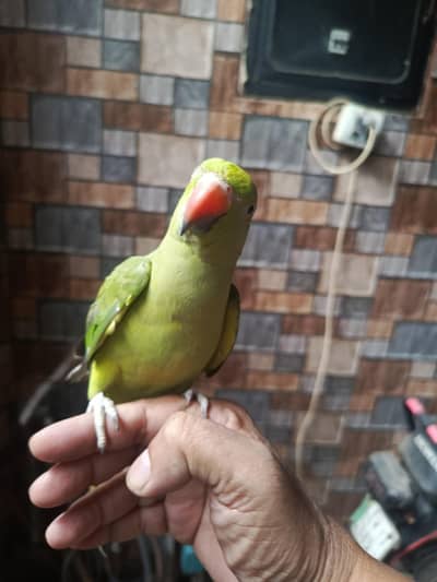 green female tame and talking