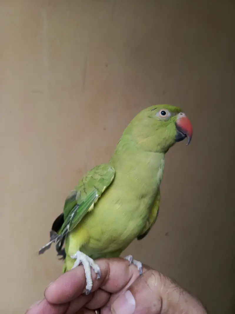 green female tame and talking — photo 2