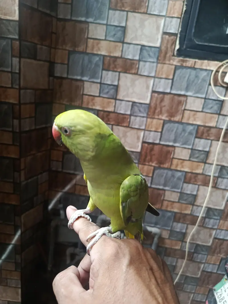 green female tame and talking — photo 3