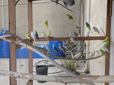 BUDGIES BREEDER PAIRS