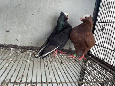 Breeder pair black male and red female