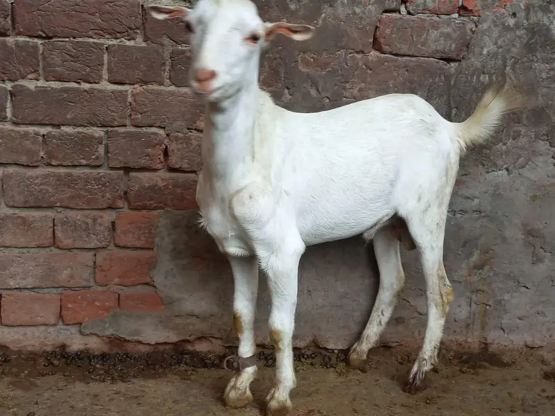 Gulabi teeda breader — photo 2