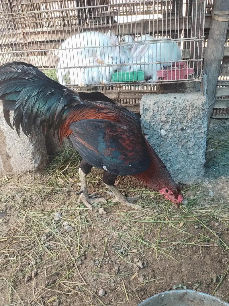 aseel mianwali — photo 2