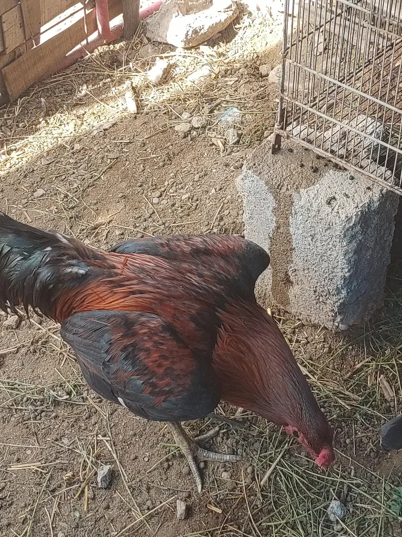 aseel mianwali — photo 3