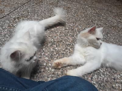 Persian white pair liter trained