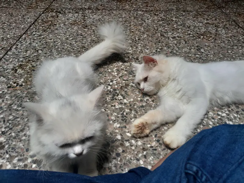 Persian white pair liter trained — photo 2