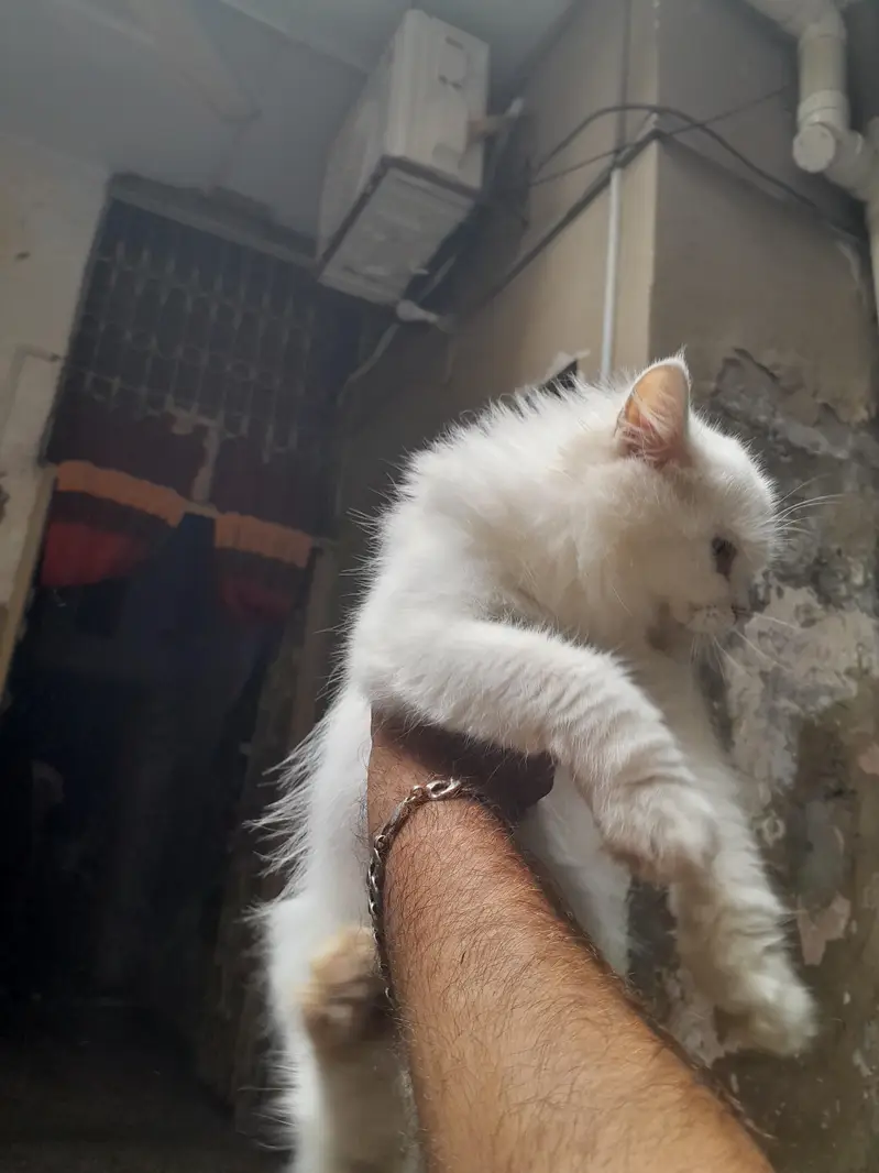 Persian white pair liter trained — photo 3