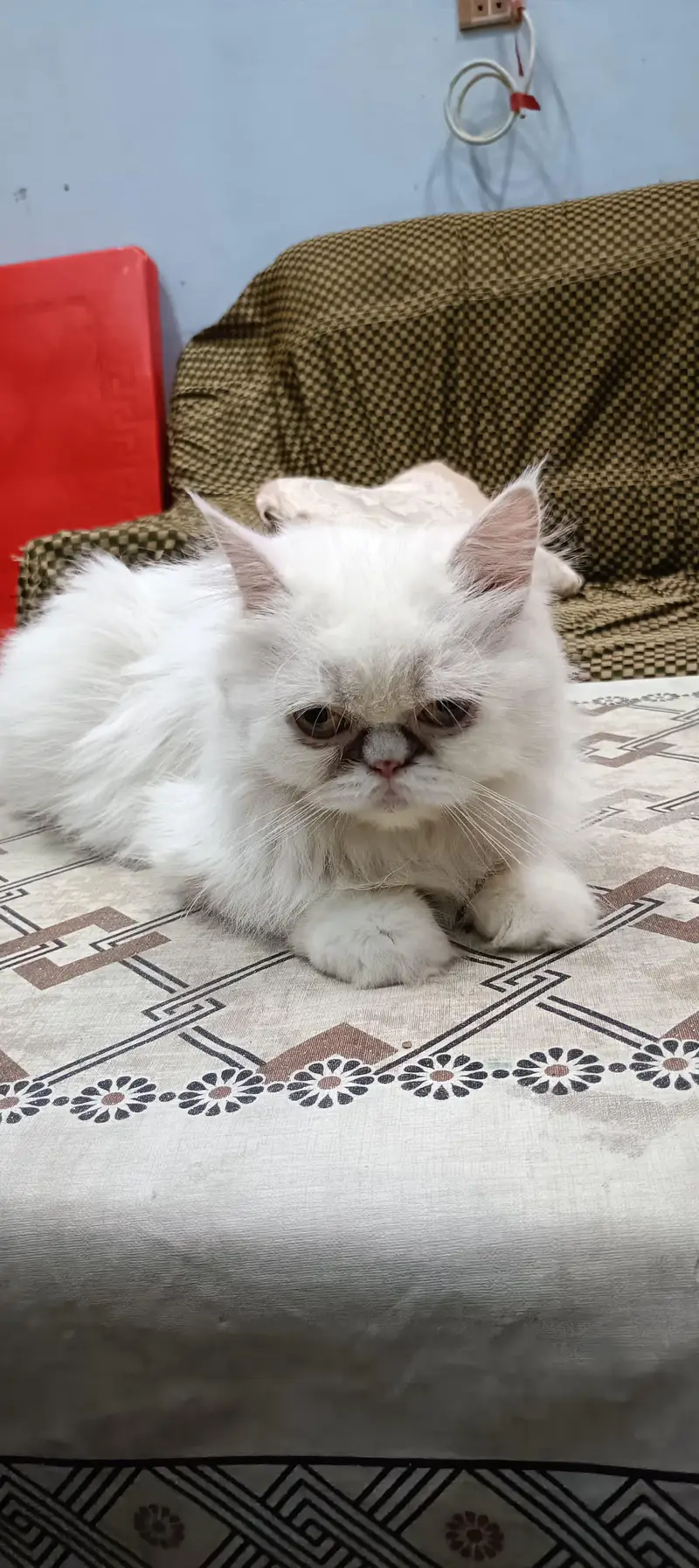 Name sonooi — photo 4