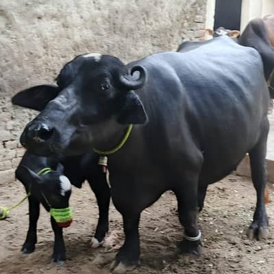 ma apni cow sale kr RHA hn 5 Masha Allah tazi