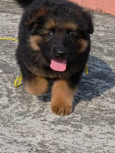 German shepherd puppies 03201410208