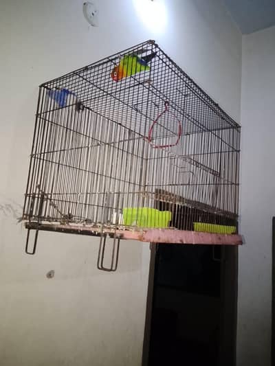 love bird
