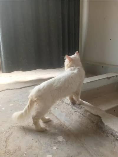 Persian male with peki face