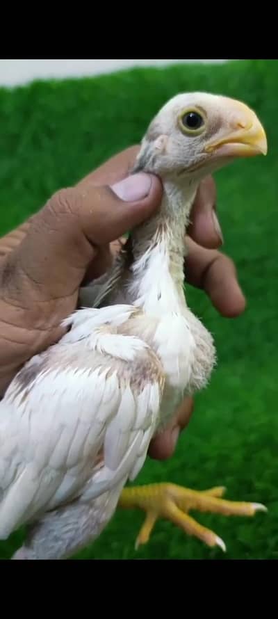 Pariot beak long tail Aseel