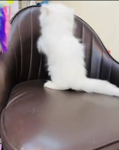 Persian cat for sale( 03)*(09)*(37)*(13)*(784)