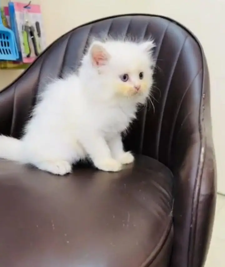 Persian cat for sale( 03)*(09)*(37)*(13)*(784) — photo 2