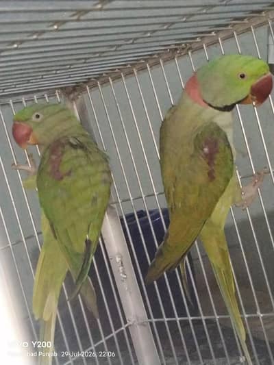 raw parrot pair