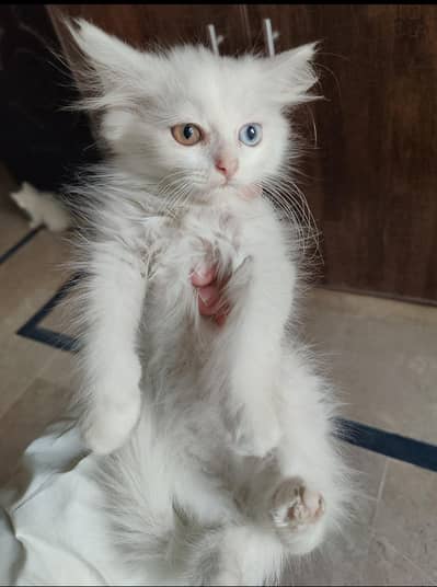 Persian kittens | punch face | triple coat | blueeyes kittens for sale