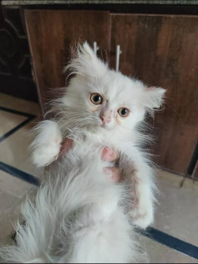 Persian kittens | punch face | triple coat | blueeyes kittens for sale