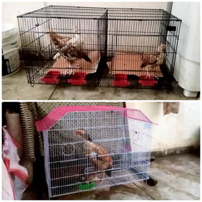 2 full Size birds Cages Available for sale