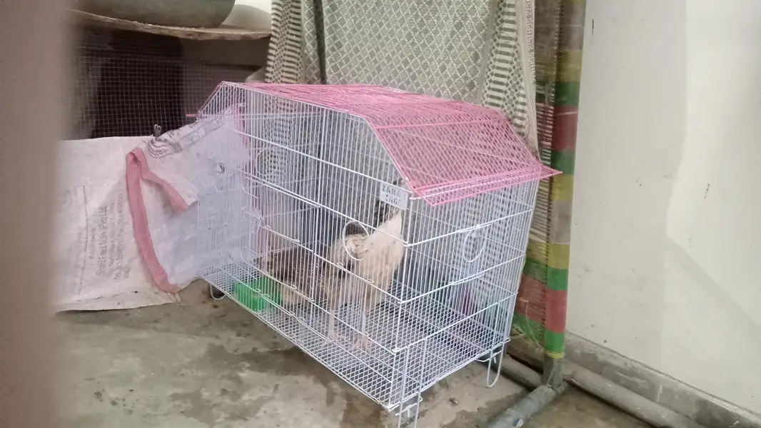 2 full Size birds Cages Available for sale — photo 2