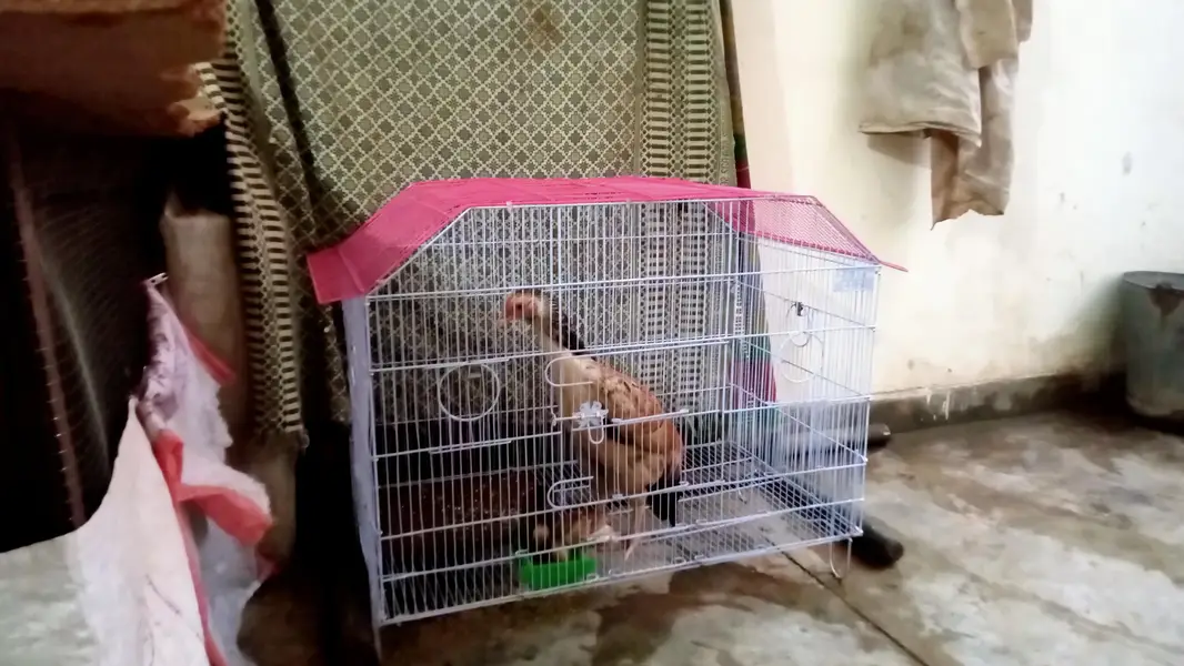 2 full Size birds Cages Available for sale — photo 3