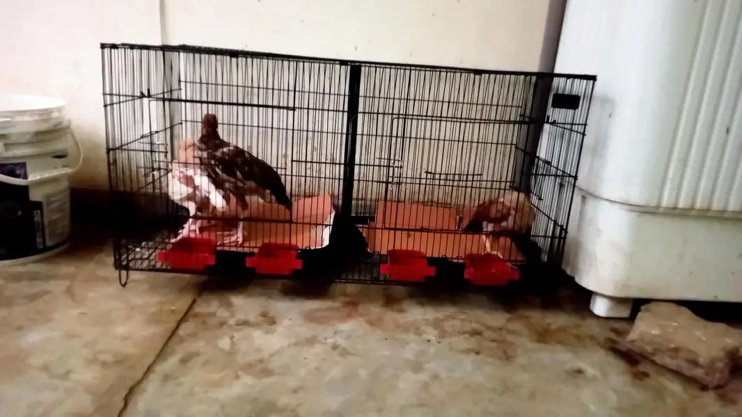 2 full Size birds Cages Available for sale — photo 4