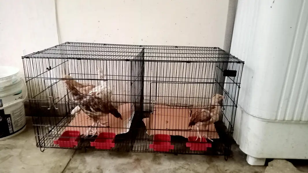 2 full Size birds Cages Available for sale — photo 5