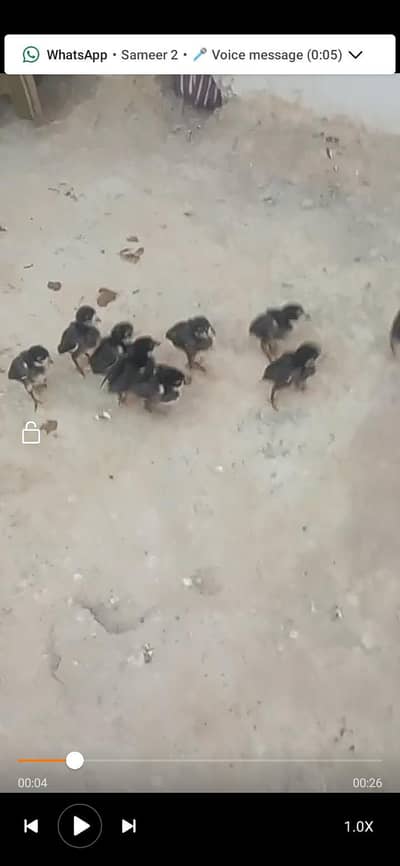 chicks black